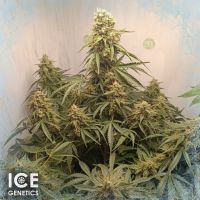 PANDEMIA HAZE (auto fem) ― Teonanakatl - ПСИЛОЦИБИНОВЫЕ ГРИБЫ. Споры псилоцибиновых грибов.