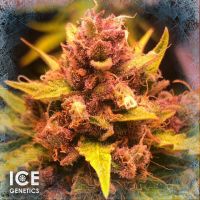 ICE OPIUM (auto fem) ― Teonanakatl - ПСИЛОЦИБИНОВЫЕ ГРИБЫ. Споры псилоцибиновых грибов.