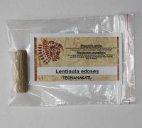 Сухой мицелий на древестных палочках Lentinula edodes ― Teonanakatl - ПСИЛОЦИБИНОВЫЕ ГРИБЫ. Споры псилоцибиновых грибов.